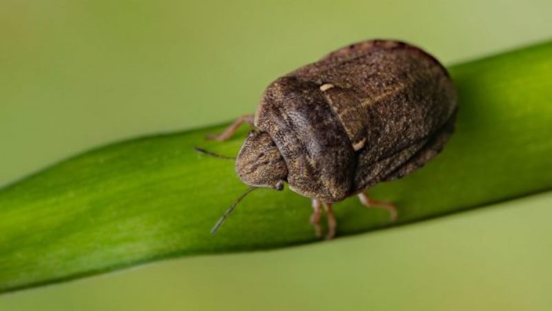 Прогноз спалахів хвороб і шкідників: як дані з полів змінюють оптові замовлення ЗЗР