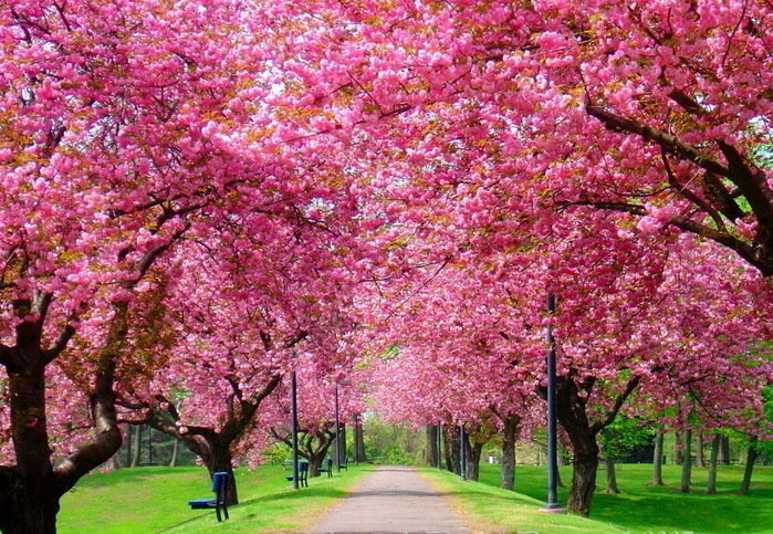 Тури на цвітіння сакури та магнолії: куди їхати, коли і чому це варто побачити хоч раз