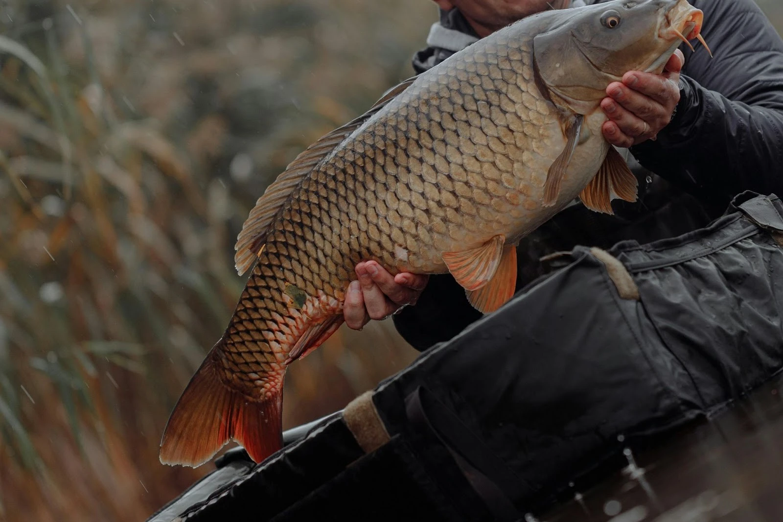 Мистецтво очікування: Чому коропова риболовля — це більше, ніж хобі
